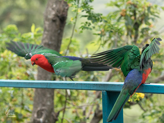 オーストラリア キングパロット Australian King parrot