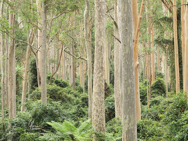 ユーカリの森 国立公園 eucalyptus forest national park