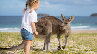 野生カンガルーと遊べるビーチ Kangaroo on the beach