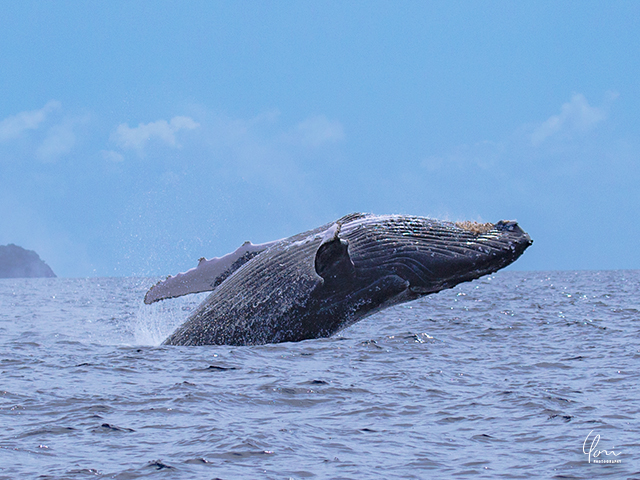 ブリーチング　ザトウクジラ　humpback whale breaching