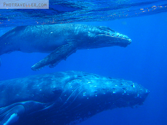 ザトウクジラ　親子　Humpback whale