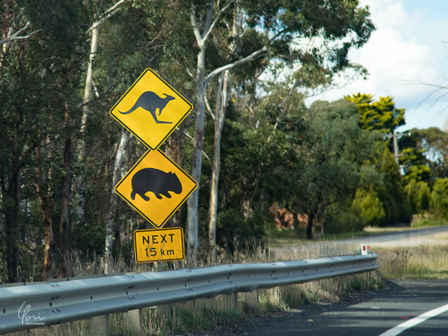 カンガルーに注意 標識 kangaroo signboard