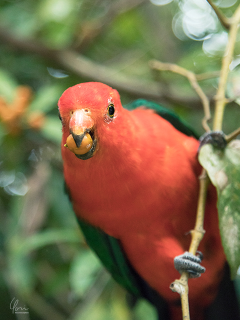 キングパロット King parrot