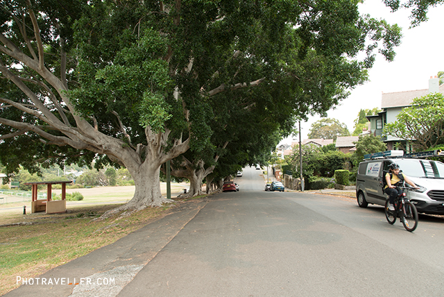 Larkin street fig trees