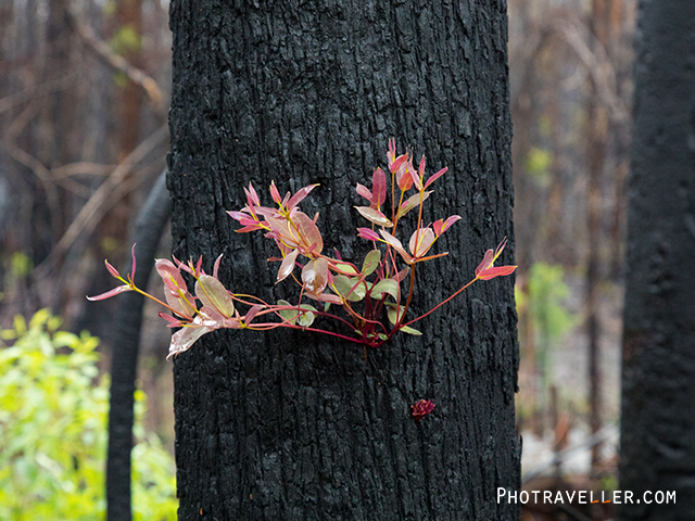 森林火災　芽吹き　after bushfire