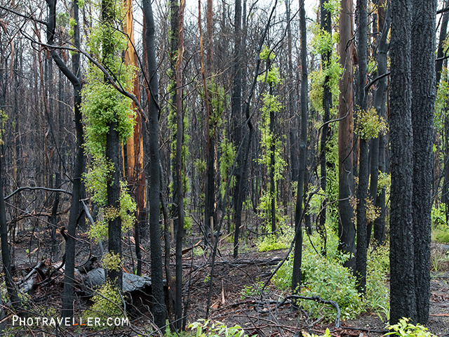 森林火災　芽吹き　after bushfire