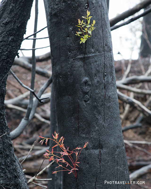 森林火災現場　芽吹く葉