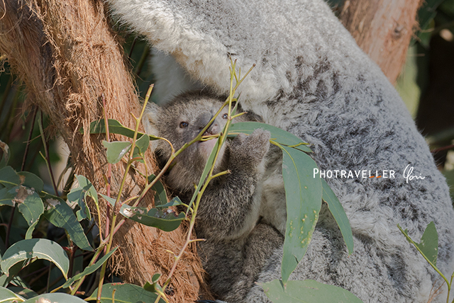 コアラの赤ちゃん オーストラリアン レピタイルパーク 爬虫類公園