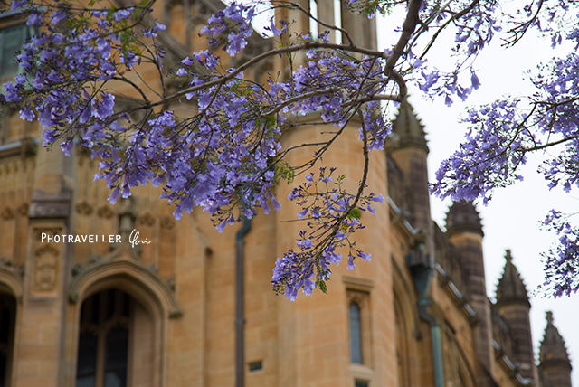 シドニー大学　紫の花　世界三大花木　ジャカランダ　オーストラリア