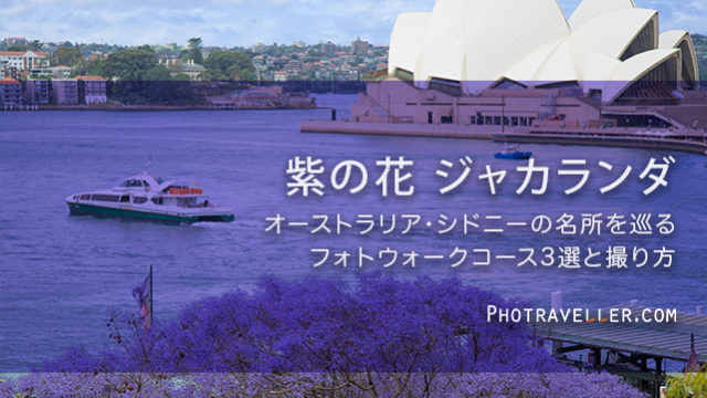 オペラハウス 紫の花　世界三大花木　ジャカランダ　オーストラリア