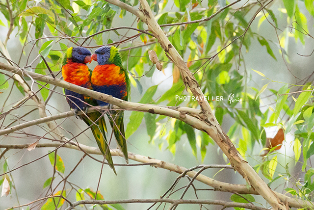レインボーローリキート ゴシキセイガイインコ　オーストラリアの野鳥