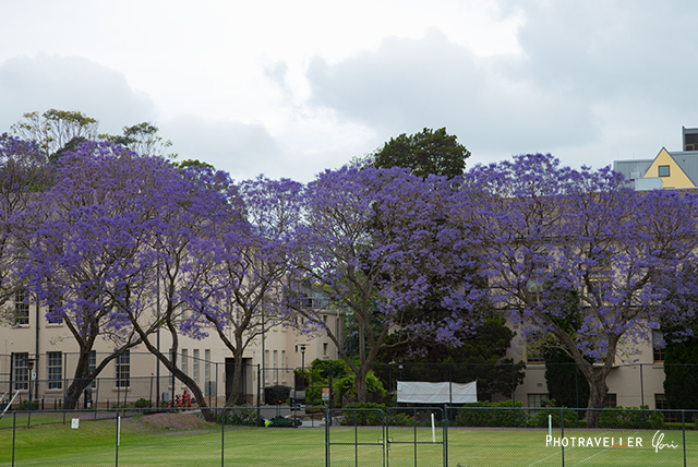 シドニー大学　紫の花　世界三大花木　ジャカランダ　オーストラリア