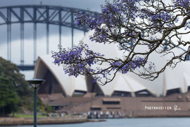 オペラハウス　紫の花　世界三大花木　ジャカランダ　オーストラリア