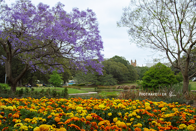 紫の花　世界三大花木　ジャカランダ　オーストラリア