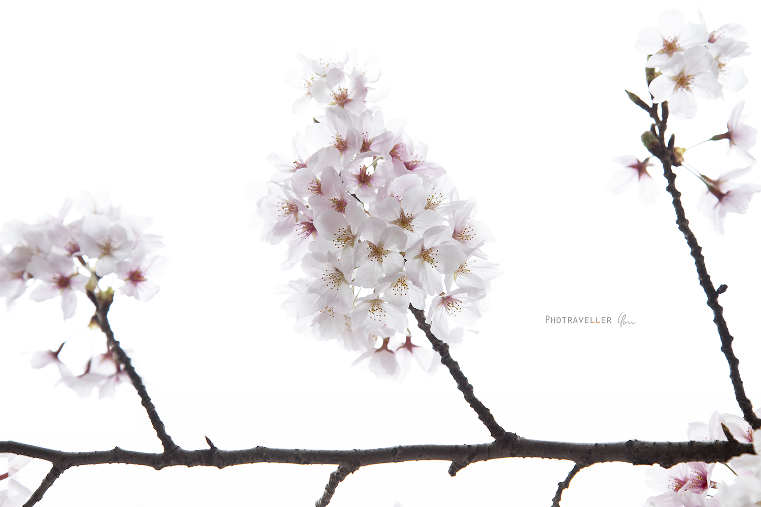 祖師谷公園　桜　透明感