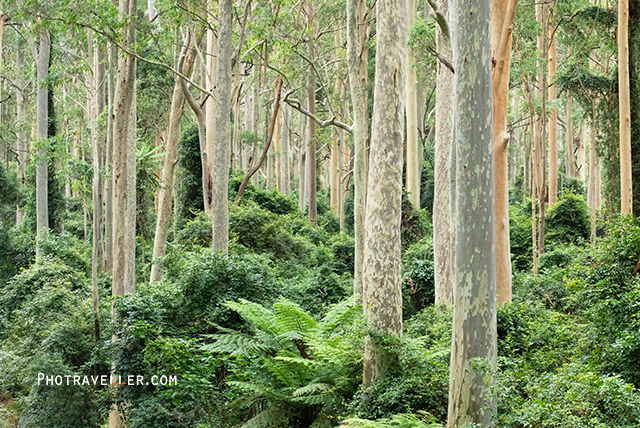 ユーカリの森 forest bathing Sydney