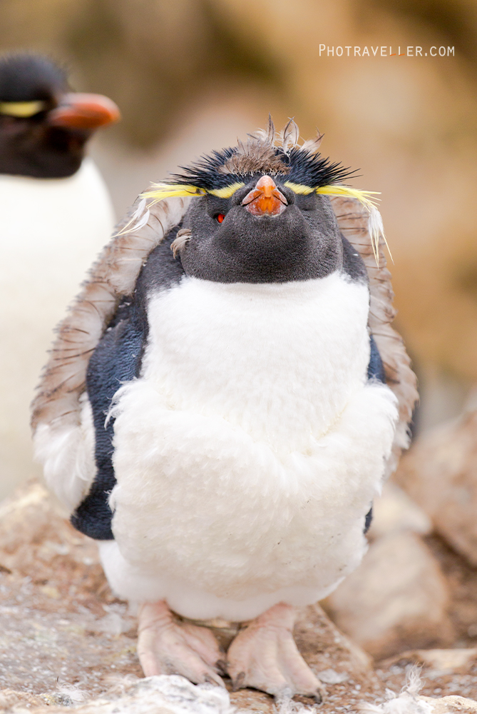 フォークランド諸島 イワトビペンギン