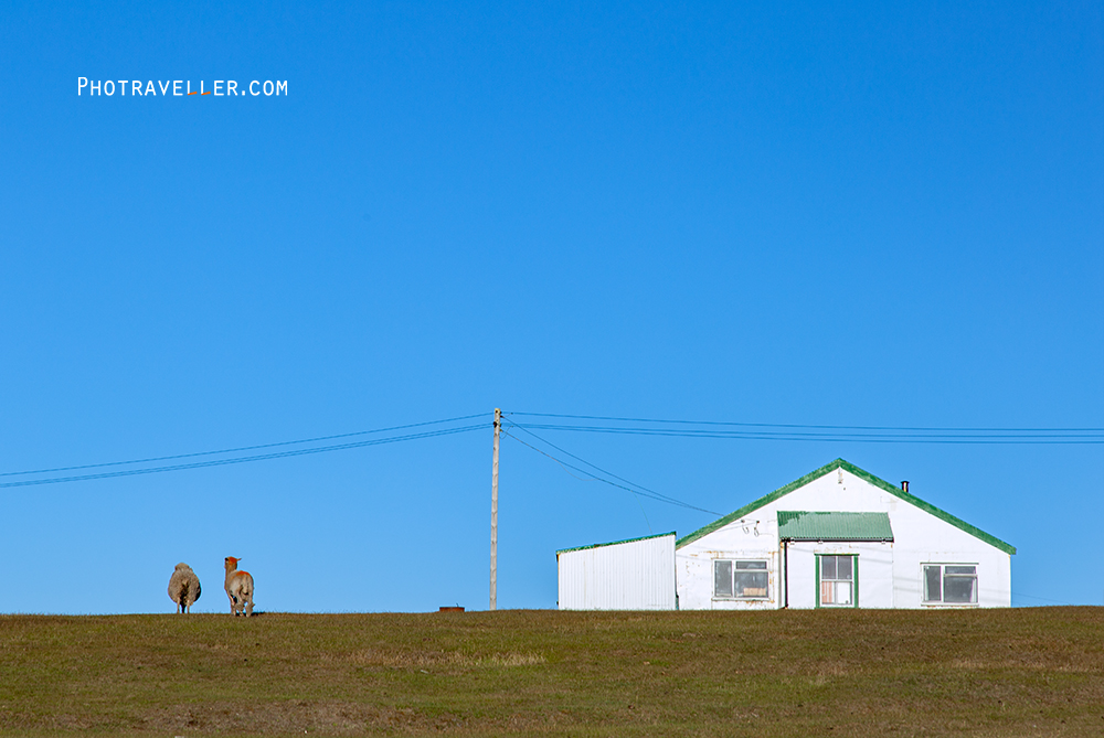 フォークランド諸島 サンダース島　小屋と羊