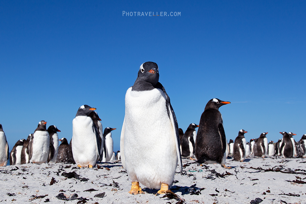ジェンツーペンギン群れ　フォークランド諸島