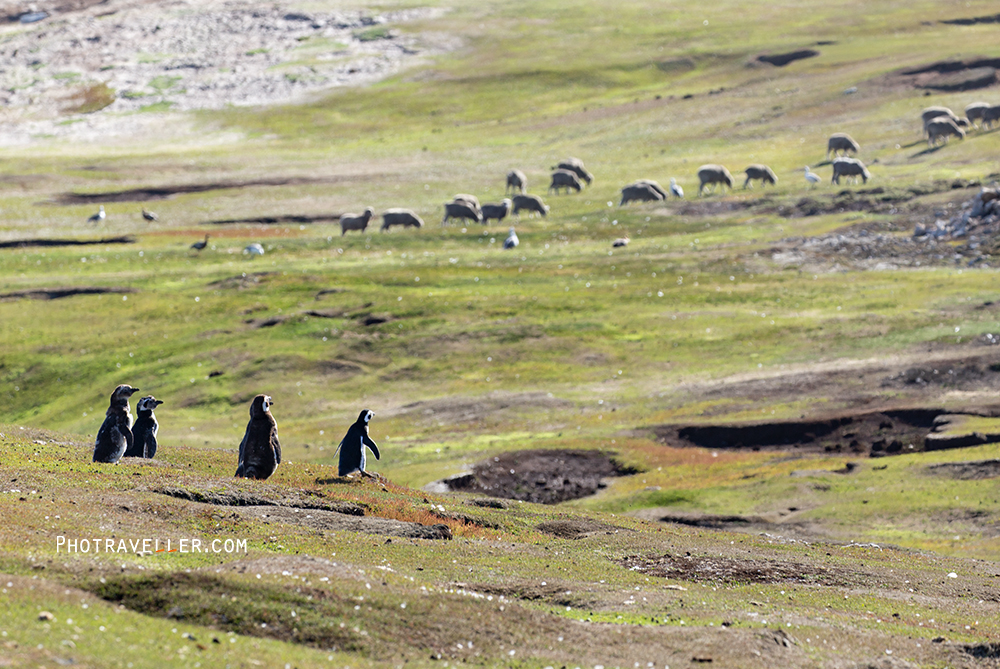 フォークランド諸島 ペンギンと羊