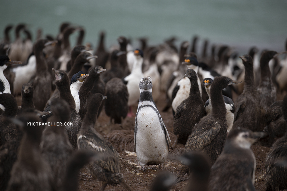 フォークランド諸島　鵜のコロニーに紛れたマゼランペンギン