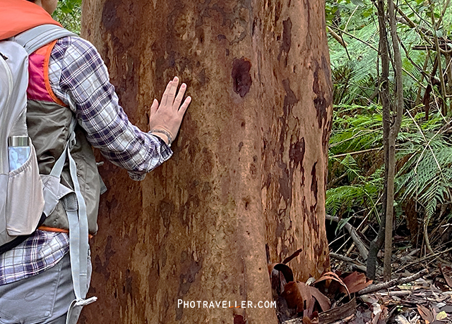 木と話そう forest bathing