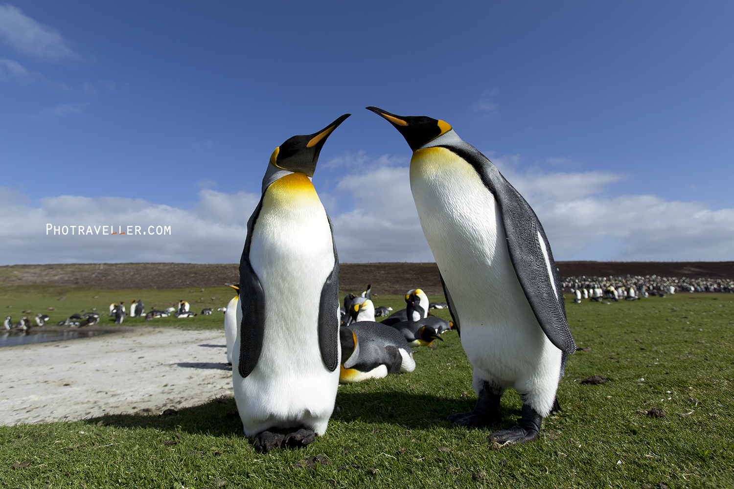 オウサマペンギン フォークランド諸島　ボランティアポイント