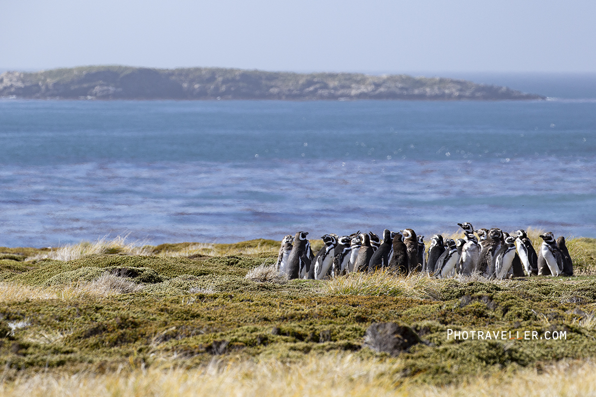 フォークランド諸島　マゼランペンギン