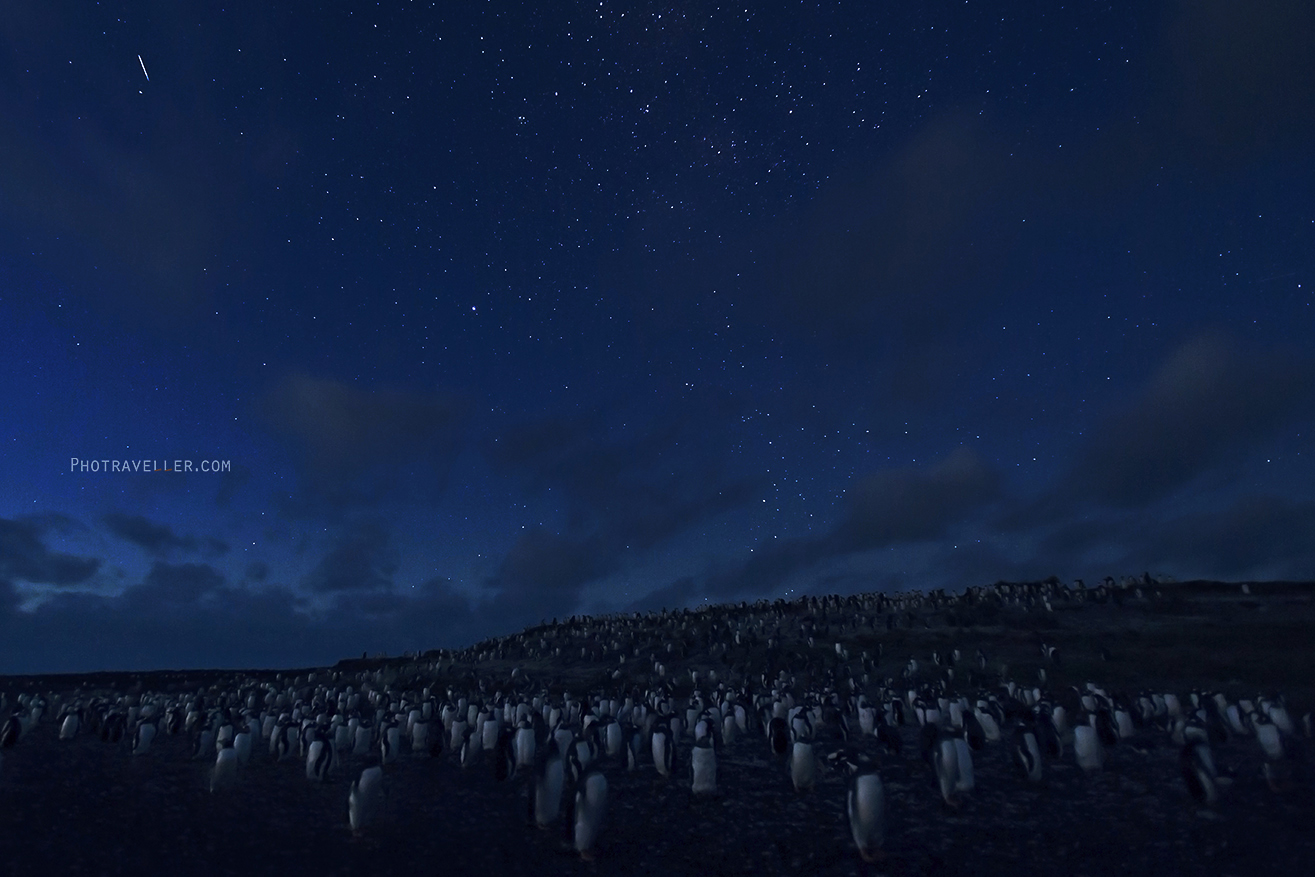 星空　ペンギン　フォークランド諸島