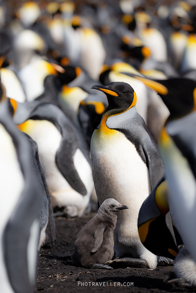 オウサマペンギン親子　フォークランド諸島