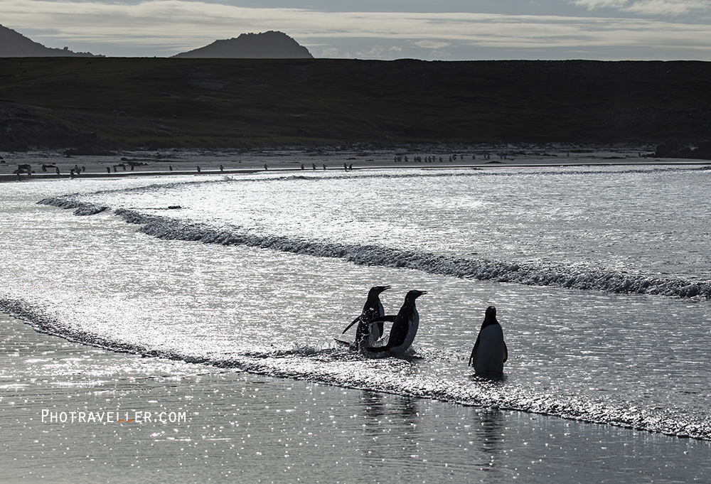 銀河を渡るペンギンたち フォークランド諸島 ペブル島