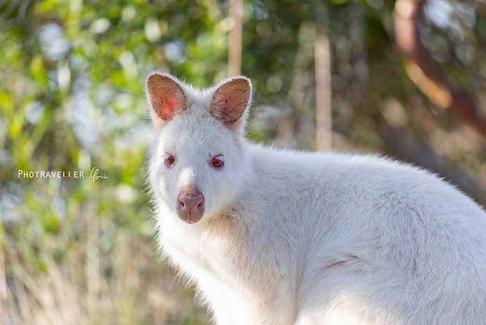 タスマニア 白いワラビー white wallaby