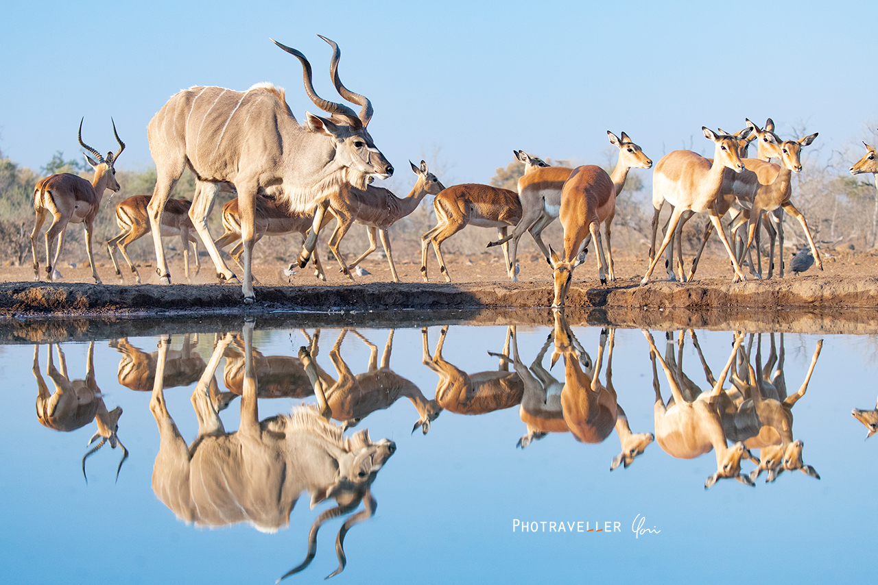 Kudu and Impala reflection クーズーとインパラ
