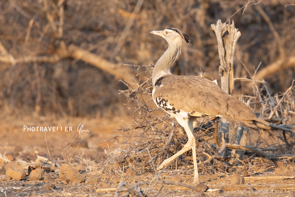 アフリカ 旅行記 正しいボツワナの国鳥 コリ バスタード　アフリカオオノガン