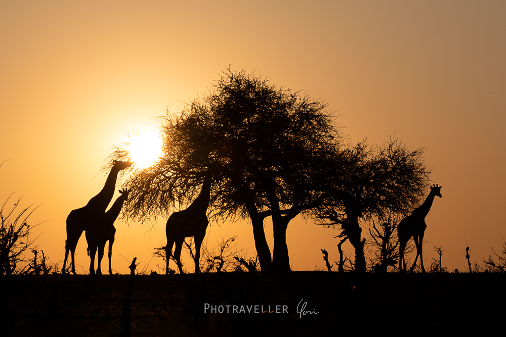 ボツワナ キリン giraffe sunset