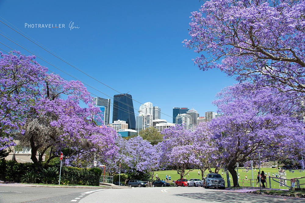 ジャカランダ並木。Jacaranda North Sydney