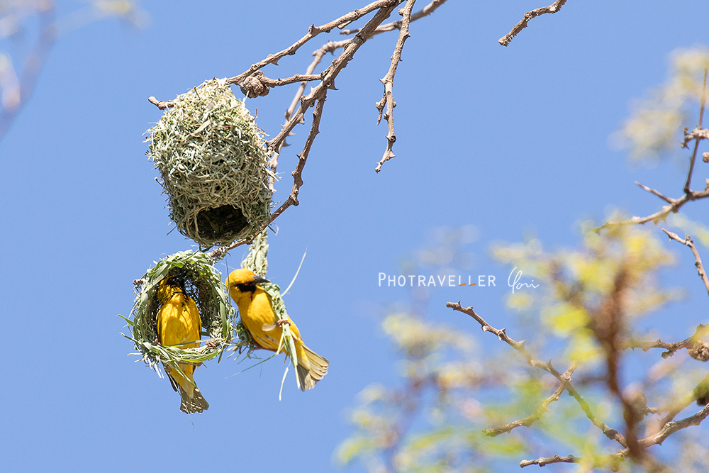 アフリカ 旅行記 ハタオリドリ　アフリカ Southern masked weaver