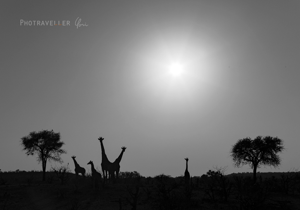アフリカ 旅行記 ボツワナ サバンナ キリンのシルエットBW