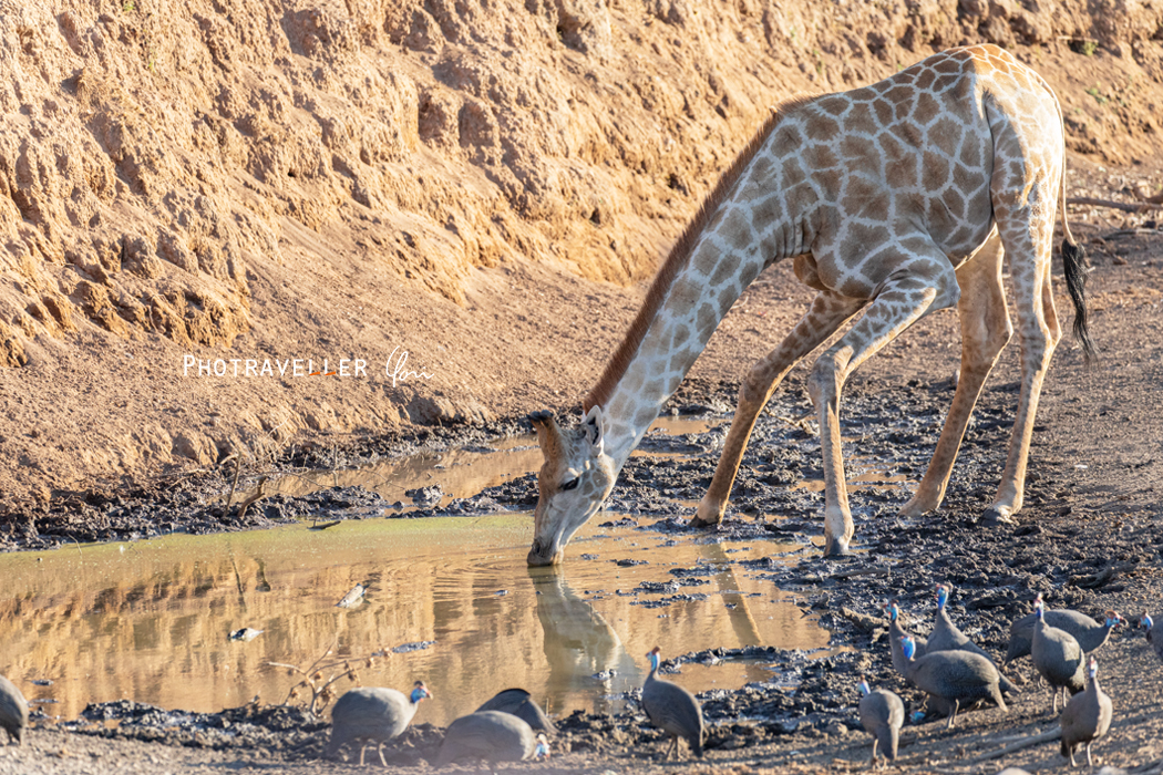 水を飲むキリン ボツワナ アフリカ