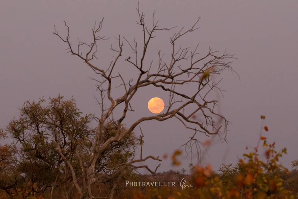 サファリ 朝の満月 ボツワナ マシャトゥ