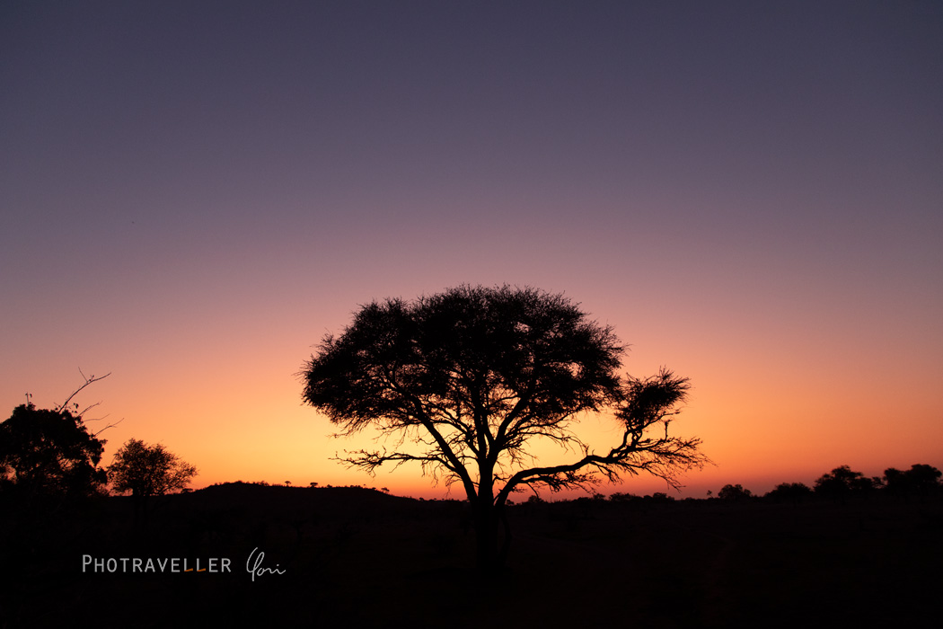 アフリカ 旅行記 ボツワナ サバンナの夕景