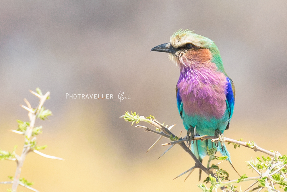 アフリカ旅行記 世界一美しい鳥 ライラックニシブッポウソウ Lilac-breasted Roller