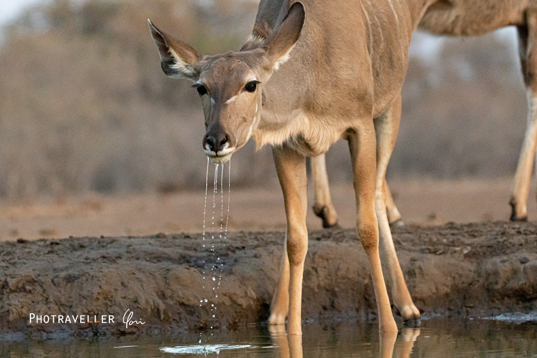 アフリカ 旅行記 水を飲むアンテロープ