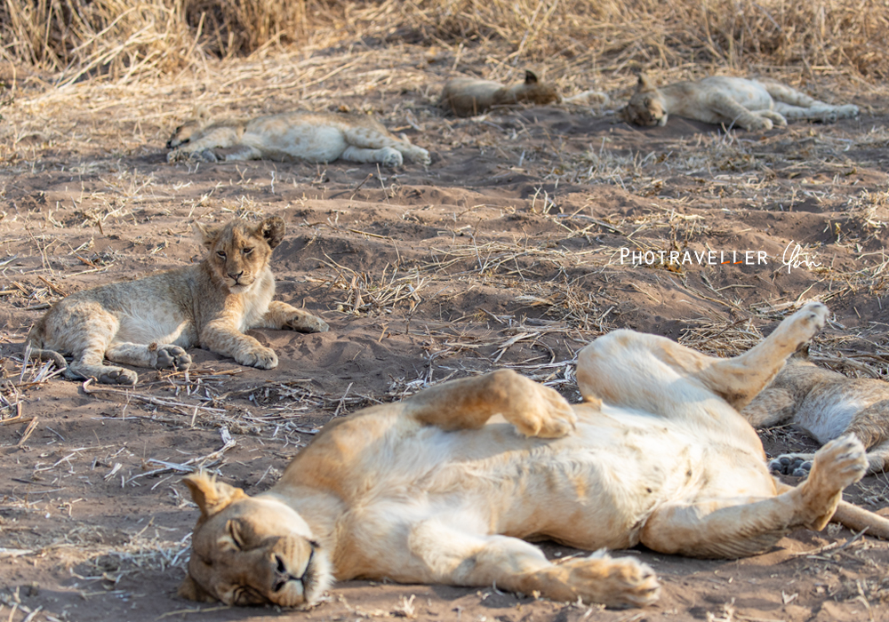 アフリカ 旅行記 ボツワナ マシャトゥ ライオン爆睡中
