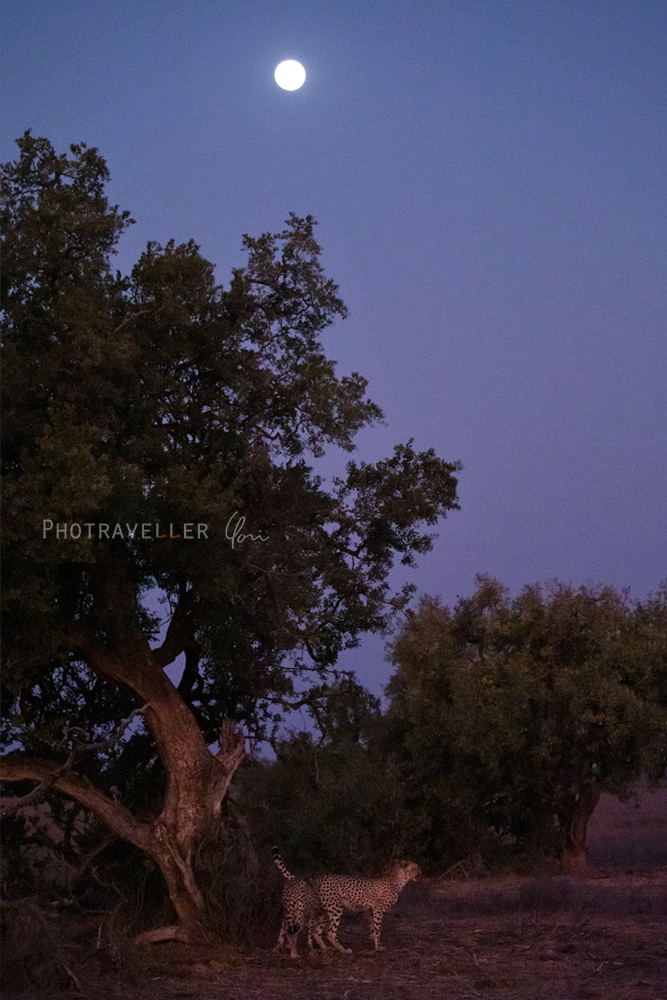 アフリカ 旅行記 ボツワナ マシャトゥ 満月の夜のチーター