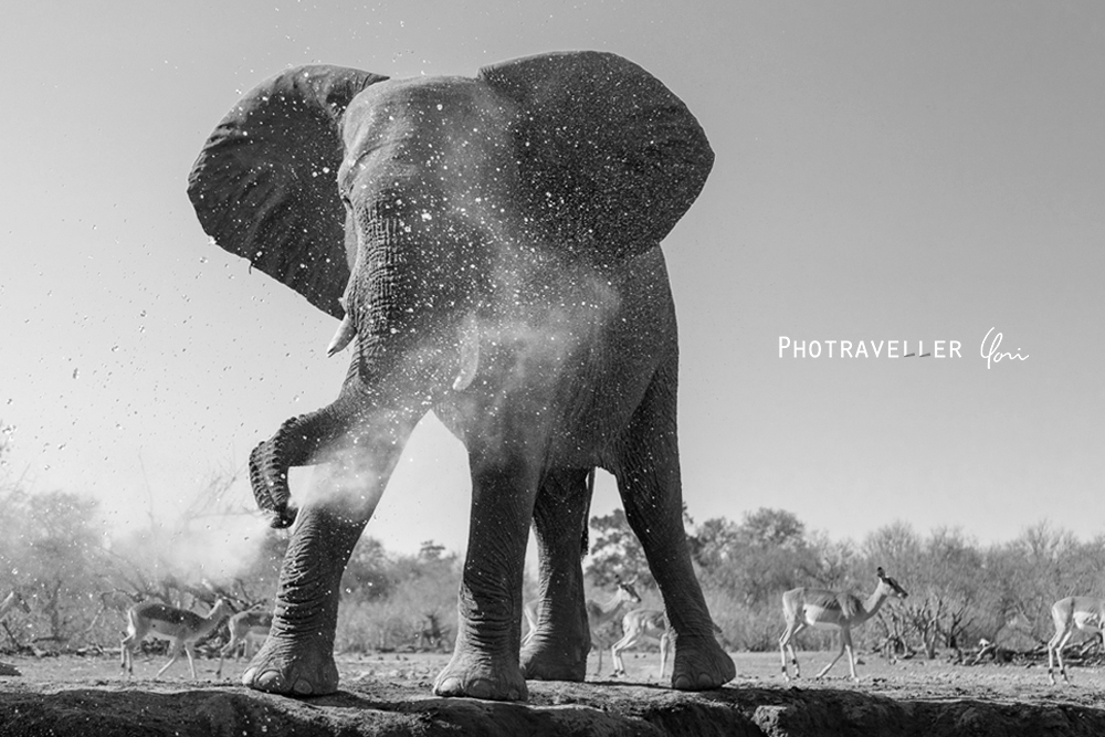 アフリカ 旅行記 ゾウ 鼻から水を大噴射 マシャトゥ Mashatu