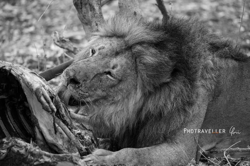 アフリカ旅行記　食事中のライオン３