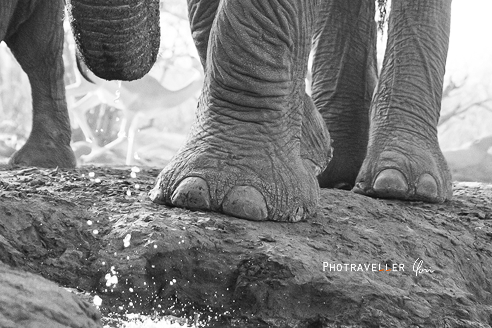 アフリカ旅行記 ゾウの爪　アップ