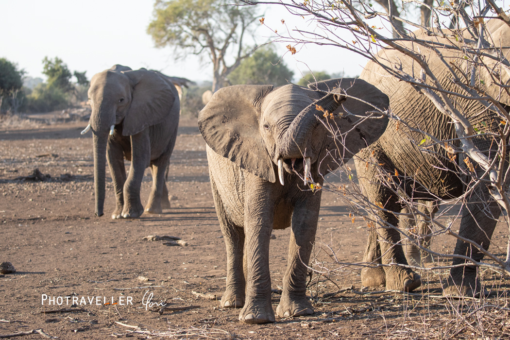 アフリカ 旅行記 ボツワナ マシャトゥ 枝を食べる仔象