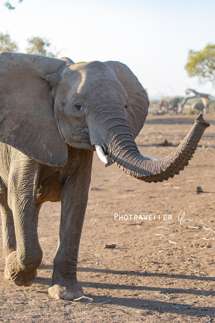 アフリカ 旅行記 ボツワナ マシャトゥ サファリ挨拶するゾウ